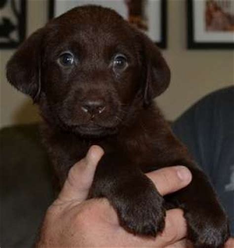 Beautiful f1 cockapoos 10 puppies 6 girls and 4 boys are available colours are apricot, black and tan, chocolate, and fox red mum is are family pet chocolate and tan cocker spaniel and dad is a miniature poodle. Chocolate Lab Puppies For Sale Ready Now HEALTH GUARANTEE ...