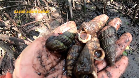 Apparently, after mindlessly forgetting to close the lid on a fresh bounty of sea snails, one iron chef soon discovered that these slimy little critters werenâ€™t planning on becoming delicious anytime soon. Mencari siput sedut untuk dibuat lauk - YouTube