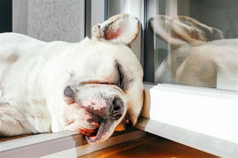 Whether they stand up like batman ears, or softer lolling rose ears is irrelevant. French Bulldog Health Issues: 31 Common Health Problems ...