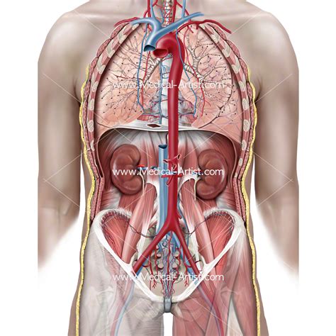 The rib cage is the arrangement of ribs attached to the vertebral column and sternum in the thorax of most vertebrates, that encloses and protects the vital organs such as the heart, lungs and great vessels. Medical Illustrations | Muscle, Vascular, Abdominal Wall ...