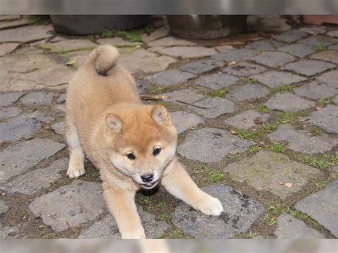 The shiba inu (柴犬, japanese: Shiba Inu Welpen (Herdorf) - Shiba Inu - Deine-Tierwelt.de