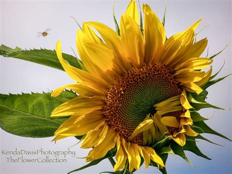 Busy bee pitcher bouquet $66.95 buy now > seasonal sophistication bouquet $95.95 buy now > cugini florists and fine gifts has been in the heart of historical downtown renton, wa, since 1973! Sunflower and a Busy Bee #kendadavisphotography # ...