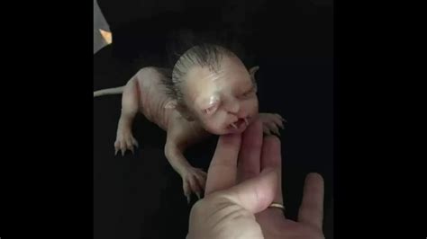 Reaction to the video was immediate: Police forced to deny rumours bizarre cat-like creature ...
