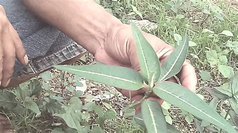 Jenis Rumput yang berbahaya untuk Kelinci.Jangan diberikan ...