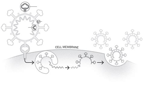 They found that it could produce coronavirus antibodies in mice with just a. The Washington Post Vaccine Tracker