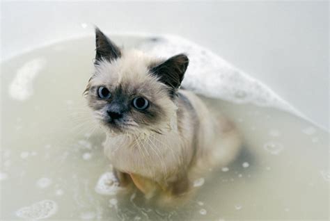 Mommy's helper inflatable bathtub for baby & toddler; Why Is My Cat Pooping in the Sink and Bathtub?