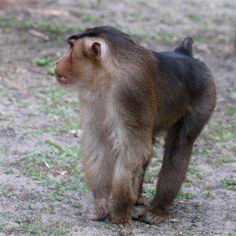 An old world monkey of the species macaca nemestrina, native to borneo, sumatra, and the malay peninsula. Pig-tailed Macaque
