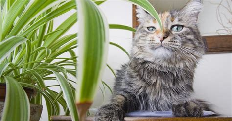 This plant's dripping tendrils were practically designed to attract cats. 10 Purifying Houseplants that are Safe for Cats and Dogs
