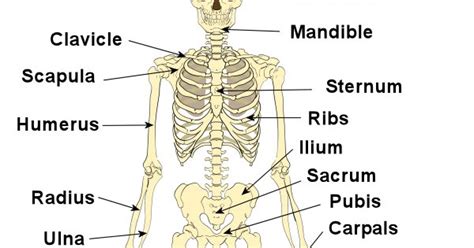 Also, the human skeleton has a number of functions such as supporting weight and protecting the organs. Katana Jiu Jitsu Club: Anatomy