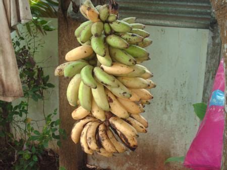 Reiseführer mayotte, bereite deinen aufenthalt vor ! Banane de Mayotte | Mayotte, Nourriture, Cuisine francaise