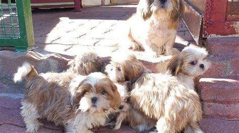 Quel coin visiter en dordogne ? Le Bon Coin 29 Petit Chien - Chien Nouvelles