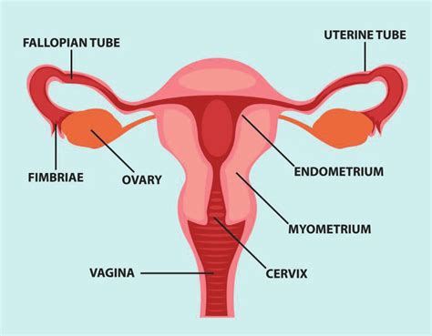 Human reproductive system, organ system by which humans reproduce and bear live offspring. The female reproductive system (Created by ...
