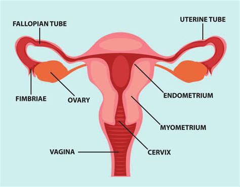 Female reproductive organs external diagram. The female reproductive system (Created by ...