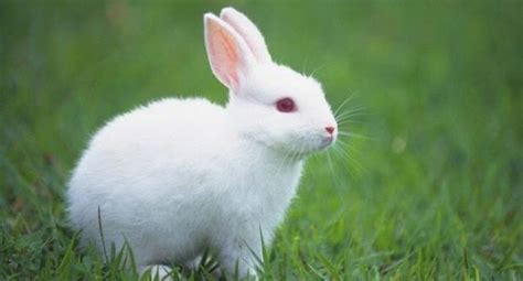 Rabbits, or bunnies, are small mammals in the family leporidae (along with the hare) of the order lagomorpha (along with the pika). กระต่าย - สัตว์เลี้ยงแสนรัก.(it).5720310153