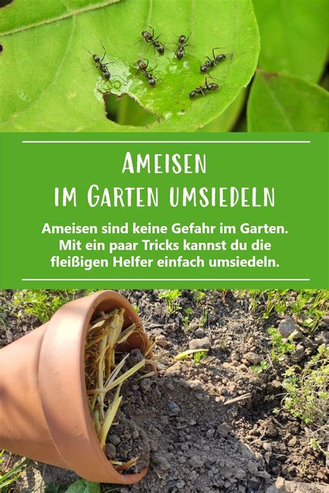 Ameisen haben im gemüsebeet nichts verloren. Ameisen im Garten umsiedeln | Ameisen im garten, Ameisen ...