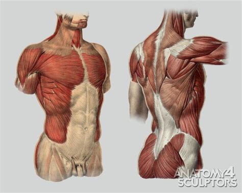 Basic female torso tutorial by timflanagan on deviantart. Anatomy For Sculptors - proportion calculator, store ...