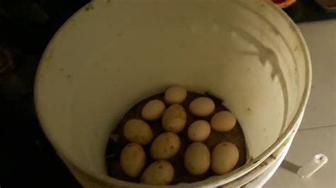 Daya tahan tubuh ayam potong jauh sangat rendah jika kita sandingkan dengan ayam lain sejenis. Pembuatan penetasan telur ayam/bebek sederhana dengan ...