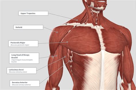 This mri shoulder cross sectional anatomy tool is absolutely free to use. Anatomy of the Shoulder: from structure to function ...