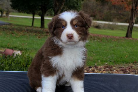 He is a loyal companion and has the stamina to work all day. Australian Shepherd Puppies For Sale | Sandy Hook, KY #313411
