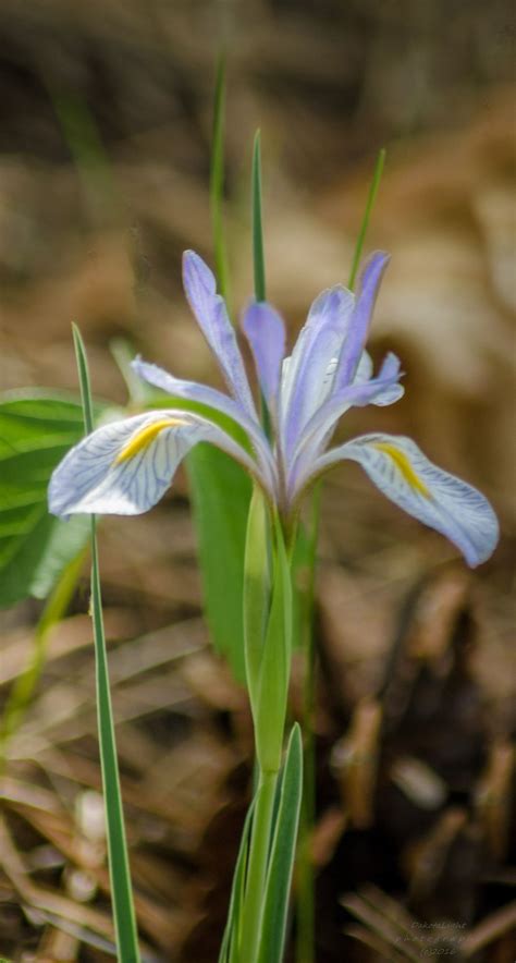 It takes its name from the greek word for a rainbow, which is also the name for the greek goddess of the rainbow, iris. 20160601-Wild iris. | Wild iris, Iris, Wild flowers