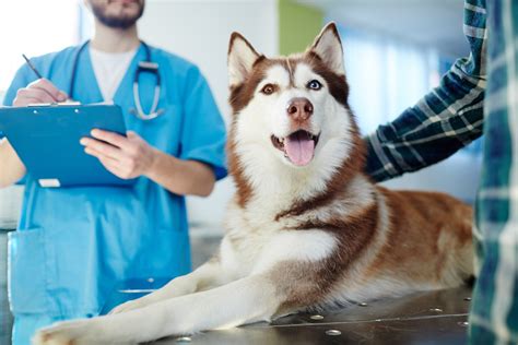 We focus on providing the highest quality medical and surgical services for your companion animals. Pet Wellness Exams | Veterinarian West Palm Beach | All ...