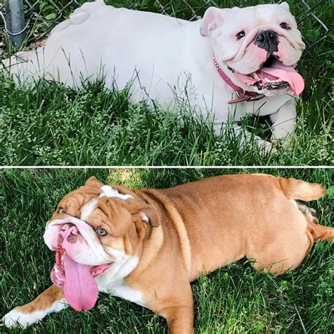 This kind of dog is sociable, sweet, friendly, and easy going. English Bulldog Puppies For Sale | Minneapolis, MN #285266