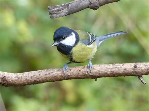 Almost files can be used for commercial. Black bird, great tit HD wallpaper | Wallpaper Flare