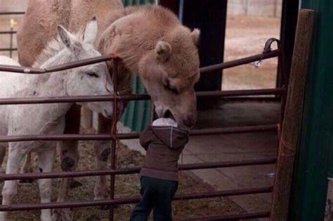 Choose from over 30 u.s. Your child is being eaten by a camel Do you A Save your ...