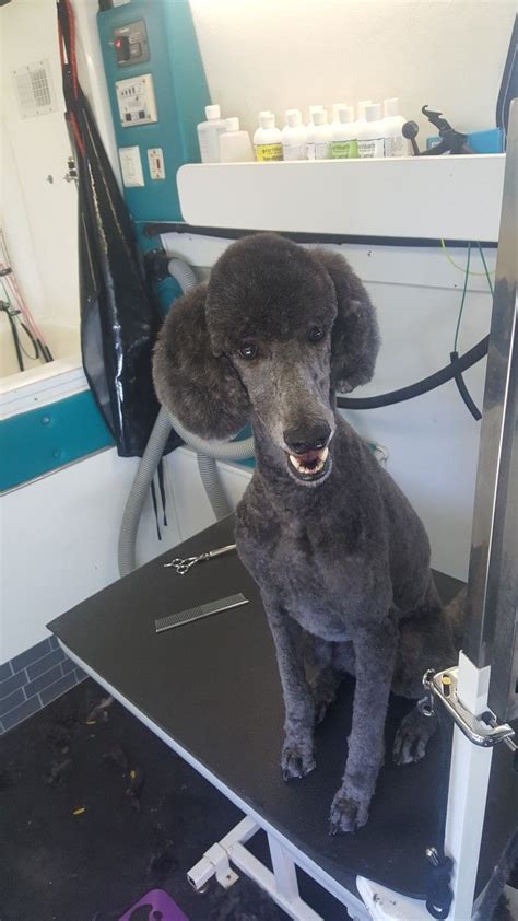 Poodles are highly sociable breeds because they can interact positively with humans and other. Standard poodle | Pet grooming, Pets, Standard poodle