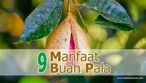 Buah pala banyak digunakan sebagai pengobatan tradisional untuk mengatasi masalah diare meskipun banyak manfaat dan khasiatnya, buah pala juga punya efek samping jika dikonsumsi. 9 Manfaat Buah Pala untuk Kesehatan & Efek Sampingnya ...