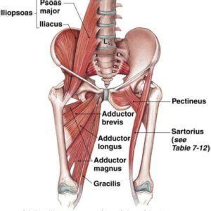 The muscles in the medial compartment of the thigh are collectively known as the hip adductors. Groin Strain Treatment Guide | Active Health Centre