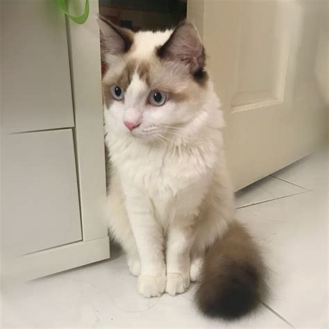 With positive reinforcement, ragdoll cats learn quickly and can pick up tricks as well as good behaviors such as using a scratching post. Ragdoll Kitten (7.5 month) | Ragdoll kitten, Ragdoll, Kitten