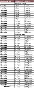 Download Unborn Baby Growth Chart Templates For Free Formtemplate