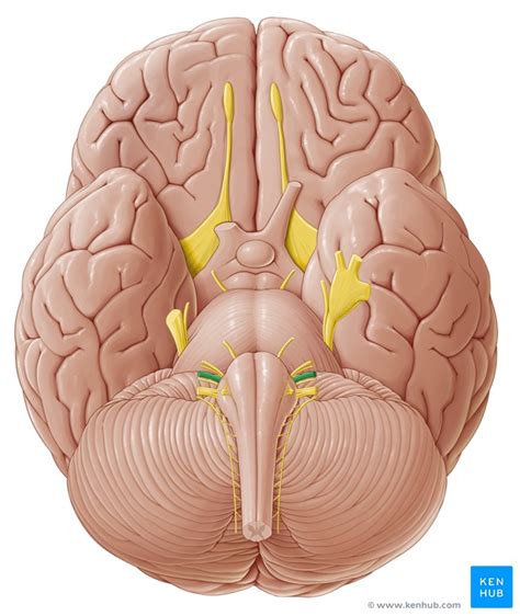 The nerves conduct impulses toward or away from. Vestibulocochlear nerve (CN VIII): Anatomy and pathway ...