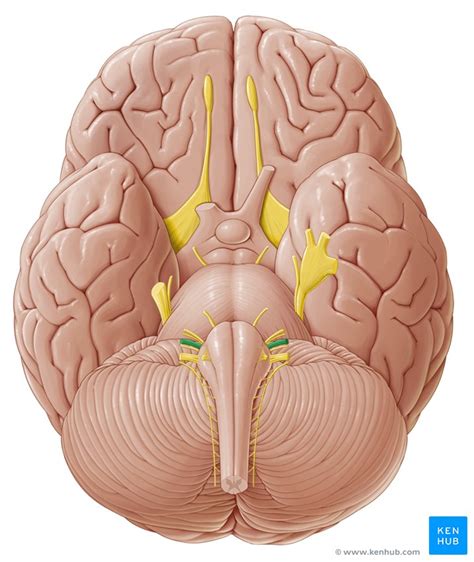 Doublet of neuron and sinew. Vestibulocochlear nerve (CN VIII): Anatomy and pathway ...