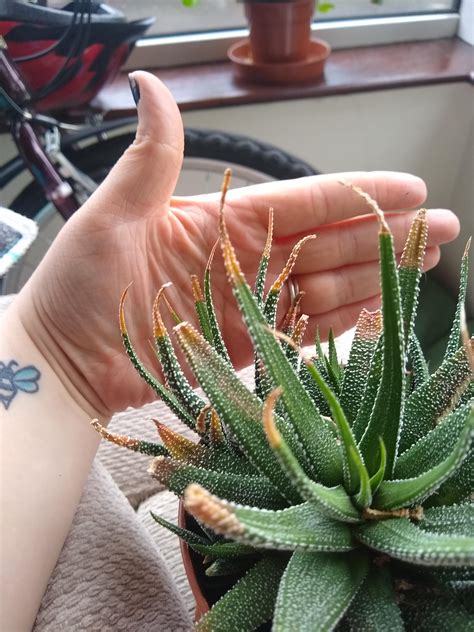 Check spelling or type a new query. Any idea of why my haworthia is going brown at the tips ...