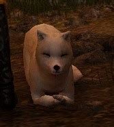 The pet needs to be checked in in order to use this item. Black Desert Online Tier 4 Desert Fox - BDO Fashion