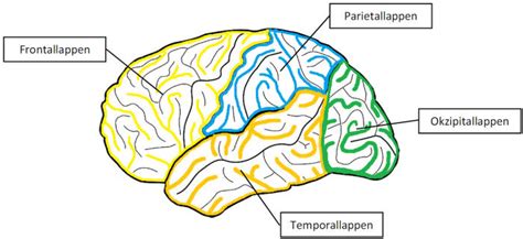 Aus wikipedia, der freien enzyklopädie. Gehirn - Hirnlappen - Großhirn - Institut für Diagnostik ...