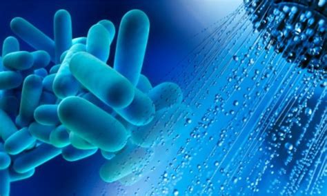 Pneumonic diseases caused by this microorganism are initiated after exposure of human hosts to aerosols of contaminated water sources that harbor l. Legionella, nova lei - Grupo ISQ