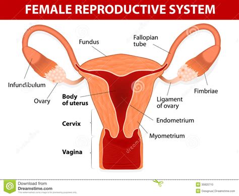 Humans, like other organisms, pass some the external part of the female reproductive organs is called the vulva, which means covering. Female Reproductive System Stock Photo - Image: 35820710