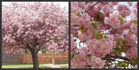 A pink flowering crab apple tree in your garden will turn every neighbor envy. Pink flowering tree | This tree was a pleasant surprise on ...