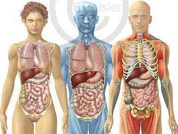 Die inneren organe finden sich in den drei grossen körperhöhlen: Anatomie innere Organe von Mann und Frau von vorn ...