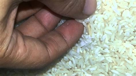Rasanya baru lagi beli beras ni minggu lepas. Cara Menghilangkan Kutu Beras Dalam Rice Box ...