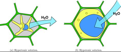 As the cell becomes fully turgid the value of turgor pressure becomes equal to that of solute potential `(psi_(s))` so that water potential there is no net movement of water between the cell and its environment, equilibrium is dynamic and not static equal. Water Balance - Biology Achievement Standard- 91155 Plant ...