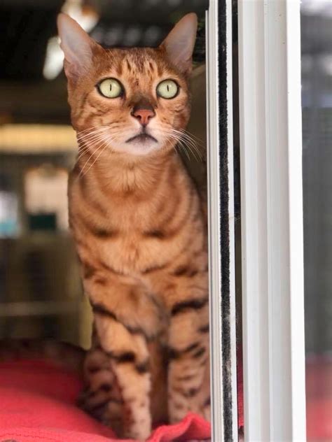 A game played with string; Cat's Cradle Boarding Cattery - Gallery