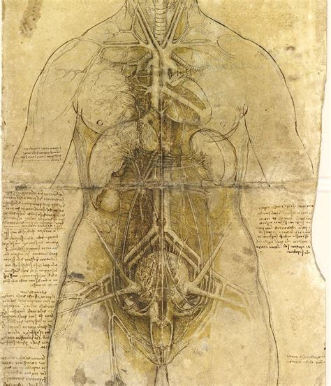 Menschliche figuren mit inneren organen. Anatomie - scinexx.de