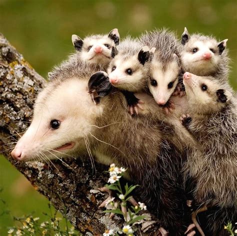 Baby opossums need to be kept warm, and this can be accomplished through the use of a warm water bottle, heating pad, or a bottle of warm rice. Field Museum on Instagram: "Can you relate to this mother ...