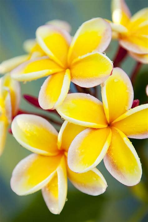 Honokohau tropical hawaiian flowers bouquet. Top 10 of The Most Fragrant Flowers in The World - Page 10 ...