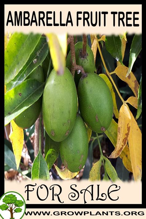 Raintree nursery offers quality nursery products. Ambarella fruit tree for sale - Grow plants