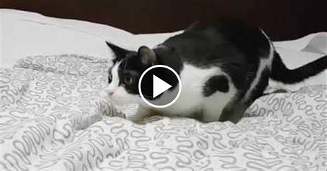 The cat specific music was created to. "My Cat is Dancing Twerk!" | Catlov